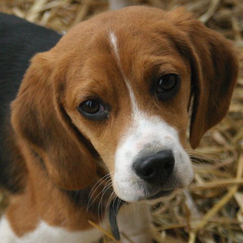 Beagle photo