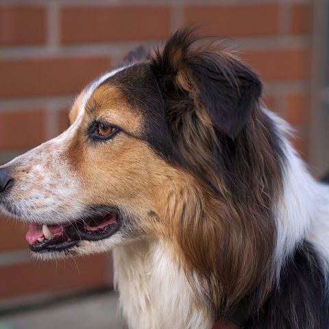 Border collie photo