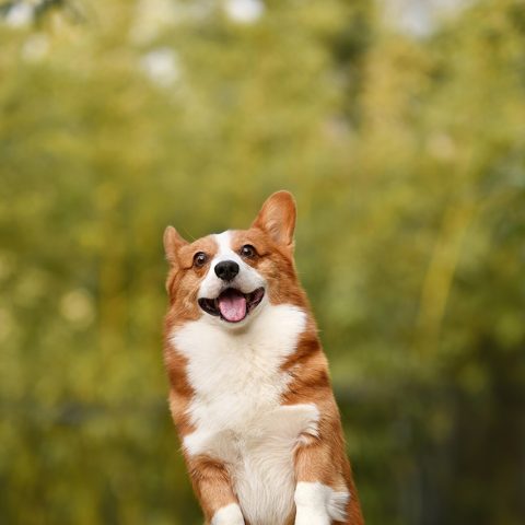 Corgi photo