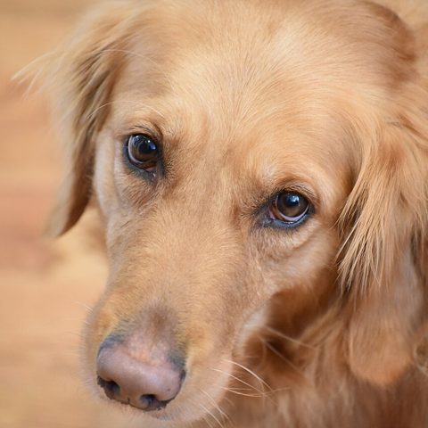 Golden retriever photo